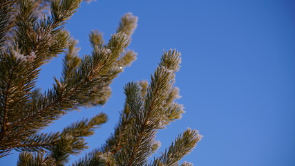 pine, trees and blue sky
