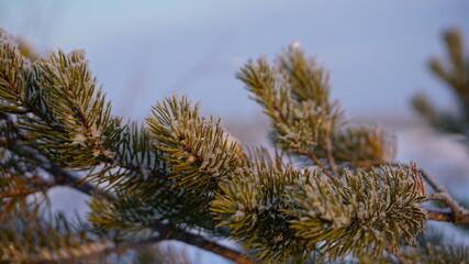 pine, trees and blue sky