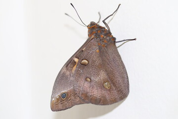 Mariposa