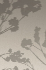 Background with shadow of cotton branch