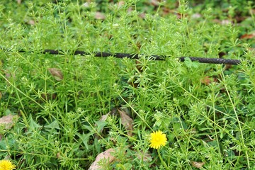 雑草