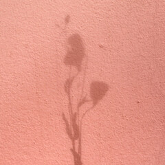 Background  with floral branch shadow on pink concrete
