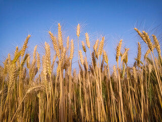 Golden, ripe wheat against blue sky background.