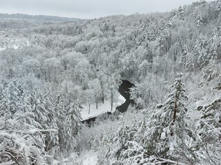 Fototapeta premium snow covered trees