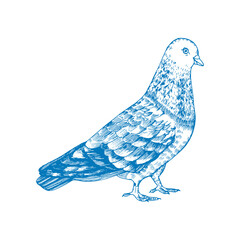 Hand drawn blue pigeon isolated on white, vector illustration