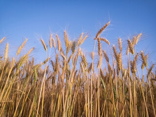 Wheat field against a blue sky