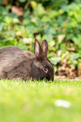 close up of a brown rabbit eating on the green grass field in front of the bushes in the park