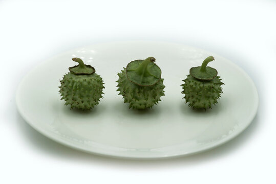 Mumbai , India - 15 March 2021, Datura seed pods (Datura stramonium, known by the common names thorn apple, jimsonweed or devil's snare) at Mumbai Maharashtra India