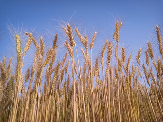 Ears of wheat on a background of blue sky on a sunny summer day
