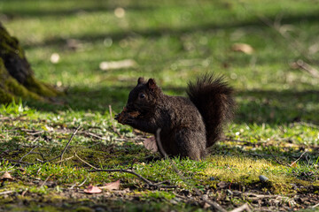 one cute grey squirrel sitting on the green grass field eating the nut holding on its hands