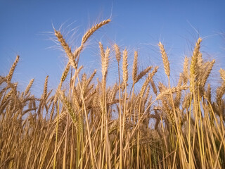 field of golden wheat against the blue sky