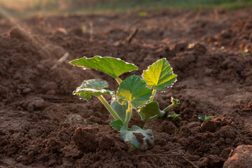 young plant in soil