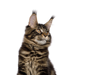 Portrait of Maine Coon Cat Looking at side Isolated on White Background, Profile view