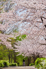 春の桜満開の公園で赤ちゃんを連れて花見している若い母親の姿