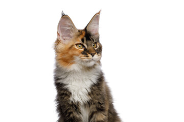 Portrait of Red Maine Coon Cat Looking at side Isolated on White Background, Profile view