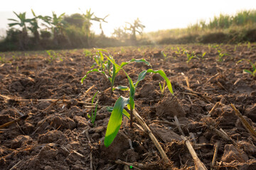 corn field in spring