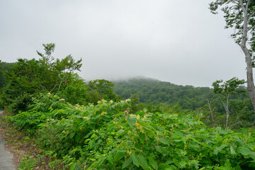 月山 山形 霊山 霊峰 出羽三山 登山 トレッキング 絶景