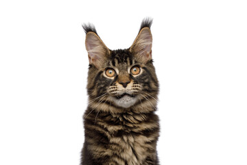 Funny Portrait of Maine Coon Cat Isolated on White Background, front view