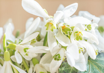 Beautiful floral background from the first snowdrops. Closeup.

