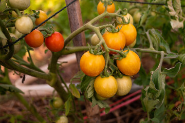 tomatoes on a tree
