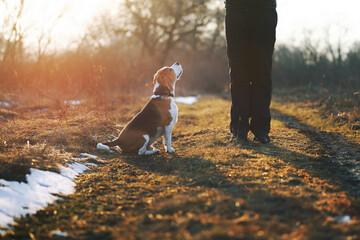 Dog training. Cute beagle dog sitting on command while walking with his owner outdoor against...