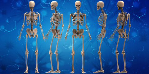 3d renderings of human skeleton
