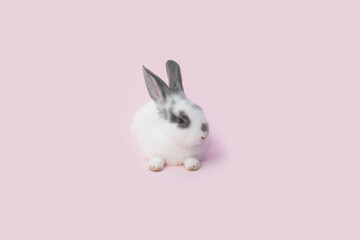 white rabbit on pink background