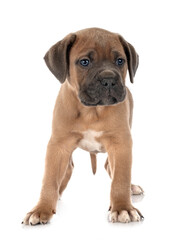 puppy cane corso