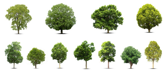 set of trees isolated on white background