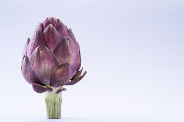 Artichoke flower, purple edible bud isolated on white background.
