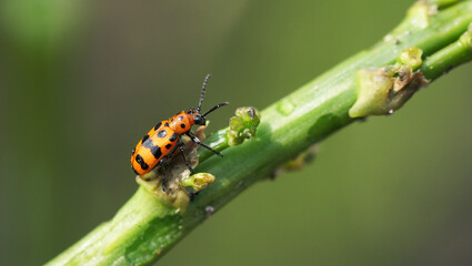 Spotted asparagus beetle on the asparagus sprout top. The main pest of asparagus crop.
