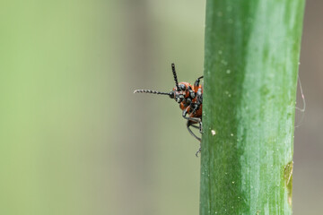 Spotted asparagus beetle on the asparagus sprout top. The main pest of asparagus crop.