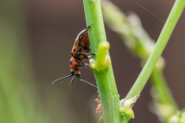 Spotted asparagus beetle on the asparagus sprout top. The main pest of asparagus crop.