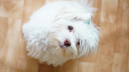 portrait of a white nice dog