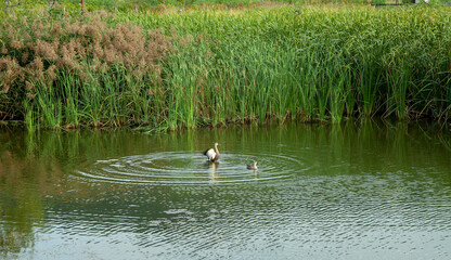 푸른수목원 호수의 오리들