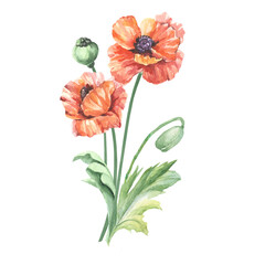 red poppy flower.watercolor