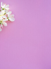 Fototapeta na wymiar Violet paper blank and flowers of cherry tree on it.