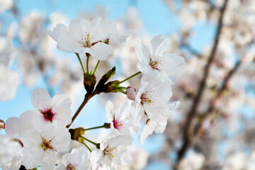 벚꽃, cherry blossom