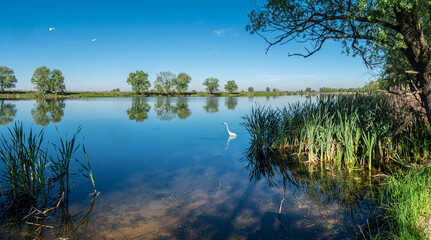 Beautiful panoramic view of river in the summer morning. Amazing beauty of nature.