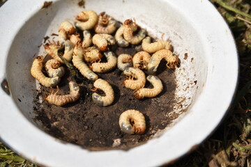 lots of may bug larvae on an old cracked plate
