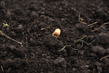 may beetle larva on black excavated ground