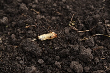 may beetle larva on black excavated ground