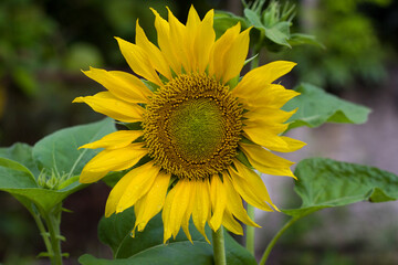 sunflower in the garden