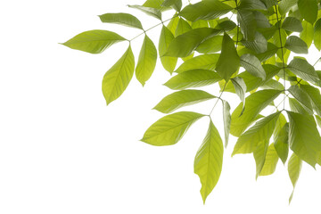 green leaves isolated on white