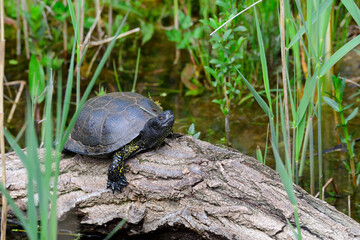 Fototapeta premium Europäische Sumpfschildkröte 