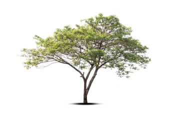 tree isolated on white background