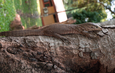 lizard on a tree