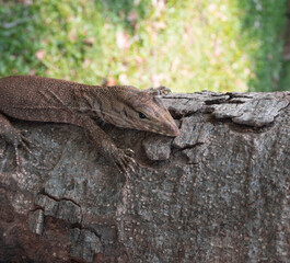 lizard on a tree