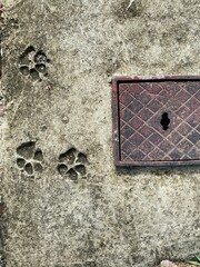 View of dog prints embedded on a hardened concrete floor.