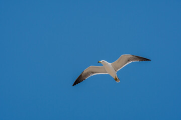 Seagull flying high above in beautiful blue sky.